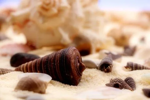 Seashells in the sand Stock-Fotos