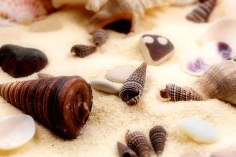 Seashells in the sand 库存照片