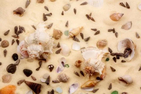 Seashells in the sand Stock Photos
