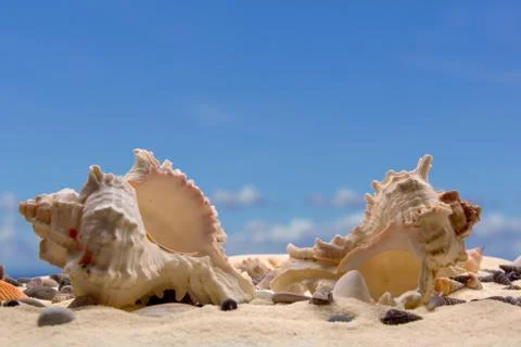 Seashells in the sand Stock Photos