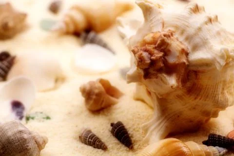 Seashells in the sand Stock Photos