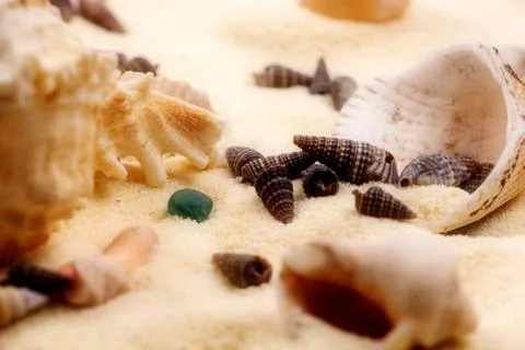 Seashells in the sand Stock Photos