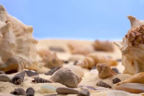Seashells in the sand Stock Photos