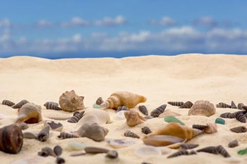 Seashells in the sand 库存照片