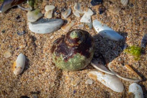 Seashells on the sand. Stock Photos