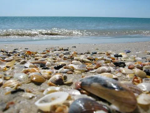 Seashells on the sand Stock Photos