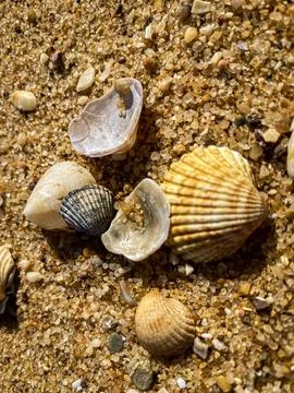 The seashells on the sand Stock Photos