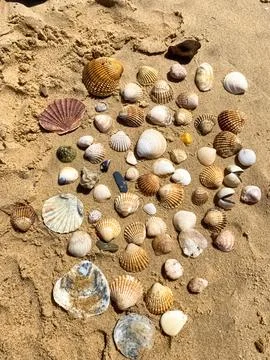 The seashells on the sand Stock Photos