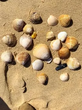 The seashells on the sand Stock Photos