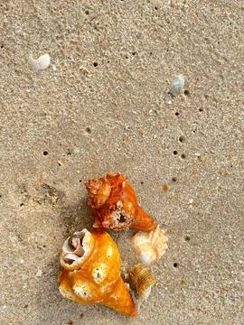 Seashells on the sand Stock Photos