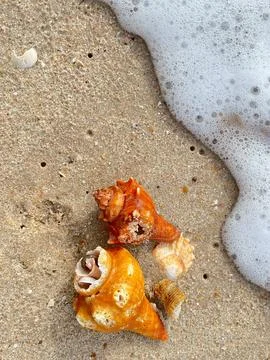 Seashells on the sand Stock Photos
