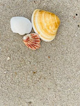 Seashells on the sand Stock Photos