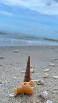 Seashells on the sand Stock Photos
