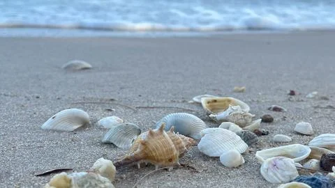 Seashells on the sand Stock Photos