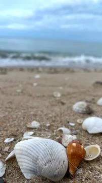 Seashells on the sand 스톡 사진