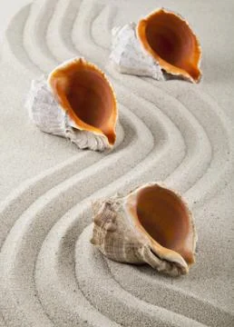 Seashells on sand for relaxation as background Stock Photos