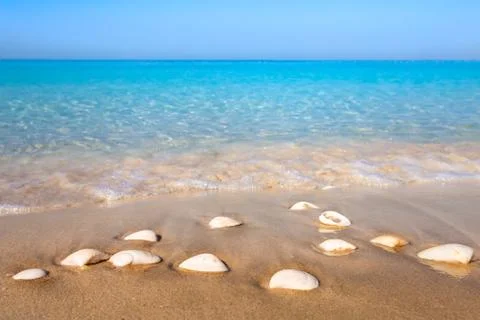 Seashells on sand on sea background Foto stock