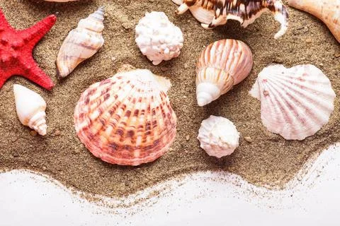 Seashells on the sand Seashells on the sand as a backgorund Copyright: xZo... 库存照片
