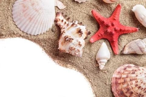 Seashells on the sand Seashells on the sand as a backgorund Copyright: xZo... 库存照片