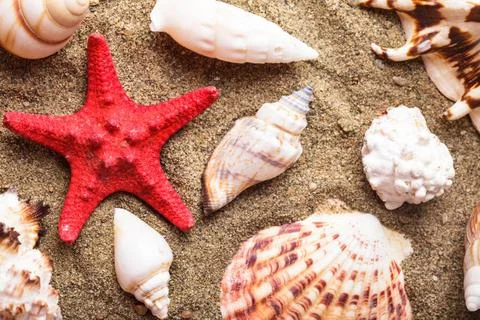 Seashells on the sand Seashells on the sand as a backgorund Copyright: xZo... 库存照片