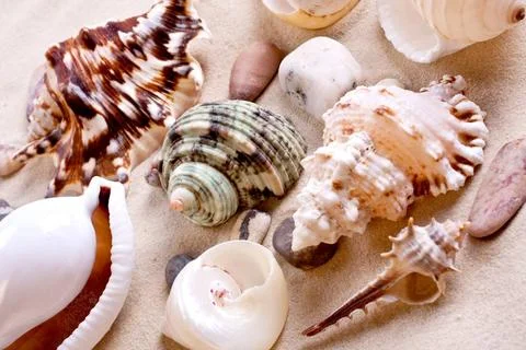 Seashells in sand seashells in sand as a background Copyright: xZoonar.com... Foto stock