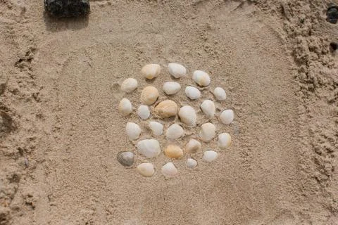 Seashells in the sand on the seashore Stock Photos