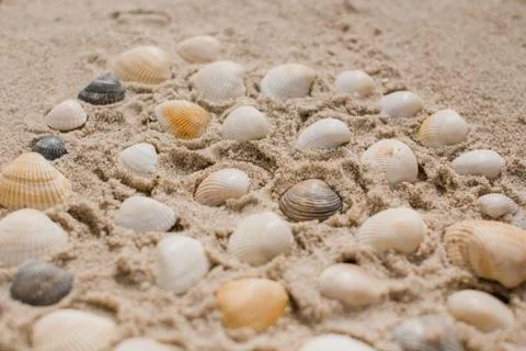 Seashells in the sand on the seashore Foto stock