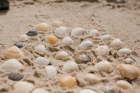 Seashells in the sand on the seashore Foto stock