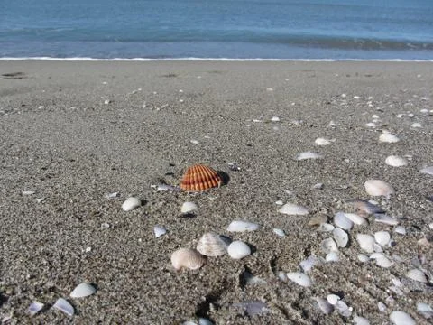 Seashells on sand. Summer beach background. Top view Stock Photos