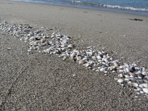 Seashells on sand. Summer beach background. Top view Stock Photos