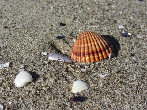 Seashells on sand. Summer beach background. Top view Stock Photos