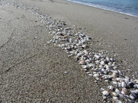 Seashells on sand. Summer beach background. Top view Foto stock