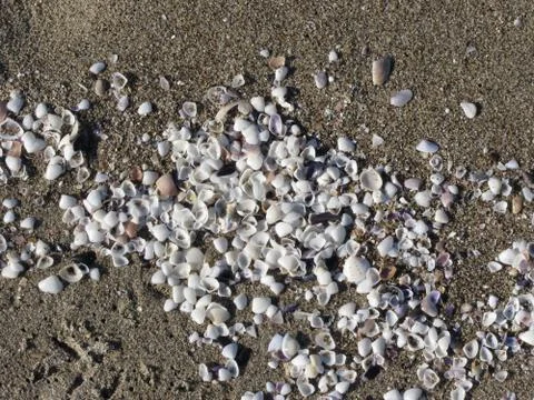 Seashells on sand. Summer beach background. Top view Stock Photos