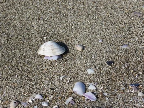 Seashells on sand. Summer beach background. Top view Stock Photos