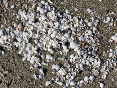 Seashells on sand. Summer beach background. Top view Stock Photos