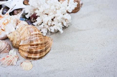 Seashells on the sand. Summer beach background in Thailand Stock Photos