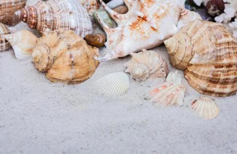 Seashells on the sand. Summer beach background in Thailand Stock Photos