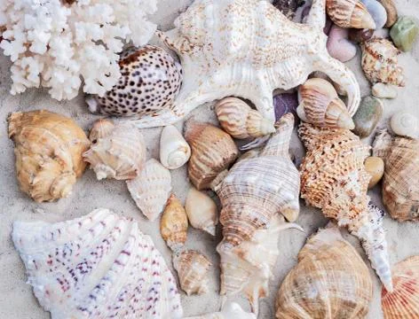 Seashells on the sand. Summer beach background in Thailand Stock Photos