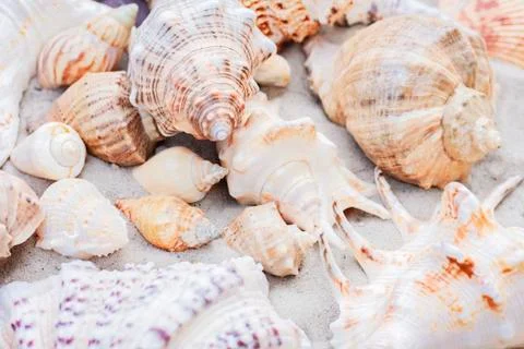 Seashells on the sand. Summer beach background in Thailand Stock Photos