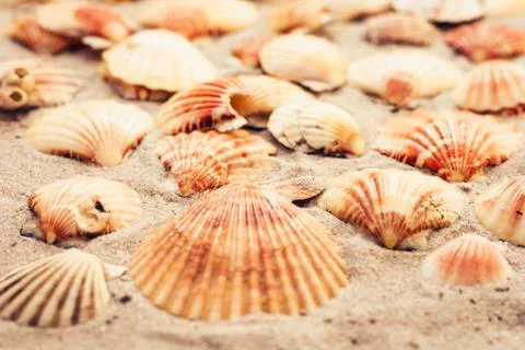 Seashells on the sand, summer beach background with copy space for text. Stock Photos