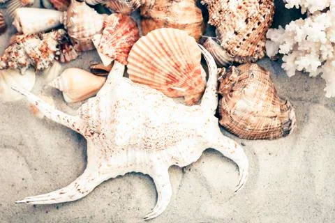 Seashells on the sand, summer beach background with copy space for text. Stock Photos