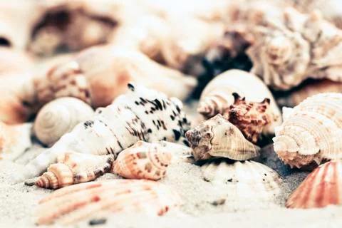 Seashells on the sand, summer beach background with copy space for text. Stock Photos
