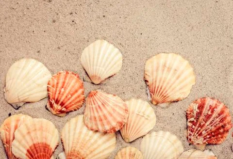 Seashells on the sand, summer beach background, travel concept . Stock Photos