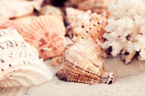 Seashells on the sand, summer beach background, travel concept . Stock Photos