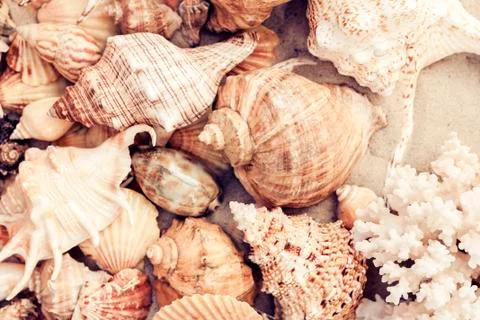 Seashells on the sand, summer beach background, travel concept . Stock Photos