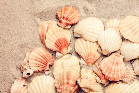 Seashells on the sand, summer beach background, travel concept . Stock Photos