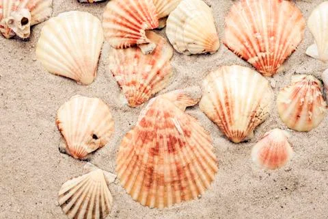 Seashells on the sand, summer beach background, travel concept . Stock Photos