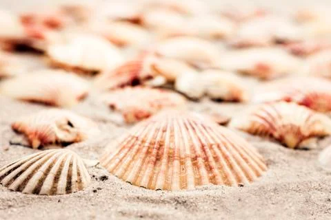 Seashells on the sand, summer beach background, travel concept with copy spac Stock Photos