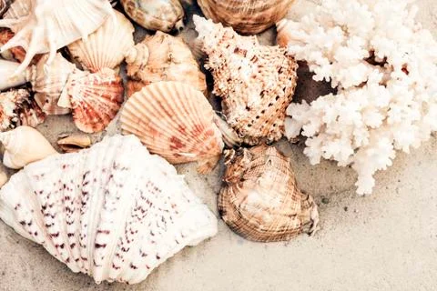 Seashells on the sand, summer beach background, travel concept with copy spac Stock Photos