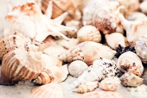 Seashells on the sand, summer beach background, travel concept with copy spac Stock Photos